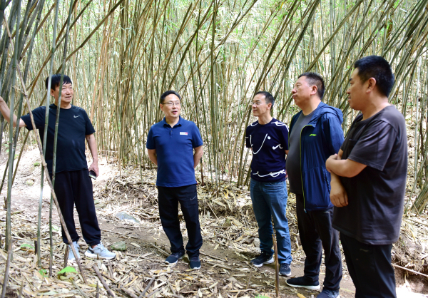 人大常委会主任马忠福在巴山林场马家坝原始林竹林保护区调研